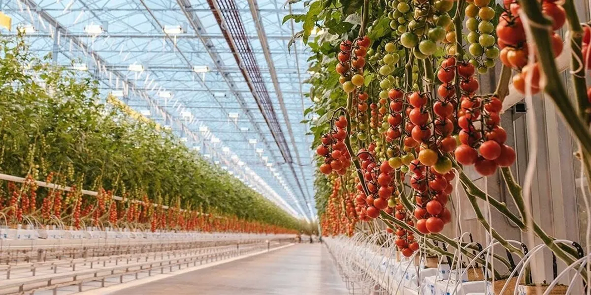 راهنمای جامع راه اندازی گلخانه صیفی جات