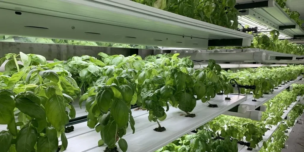 راهنمای جامع راه اندازی گلخانه صیفی جات