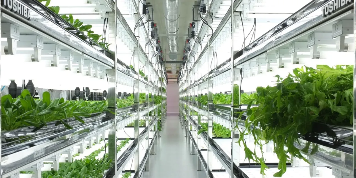 گلخانه هیدروپونیک چیست