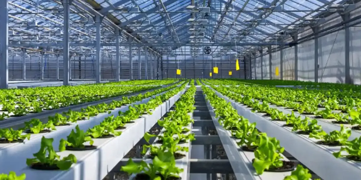 گلخانه هیدروپونیک چیست