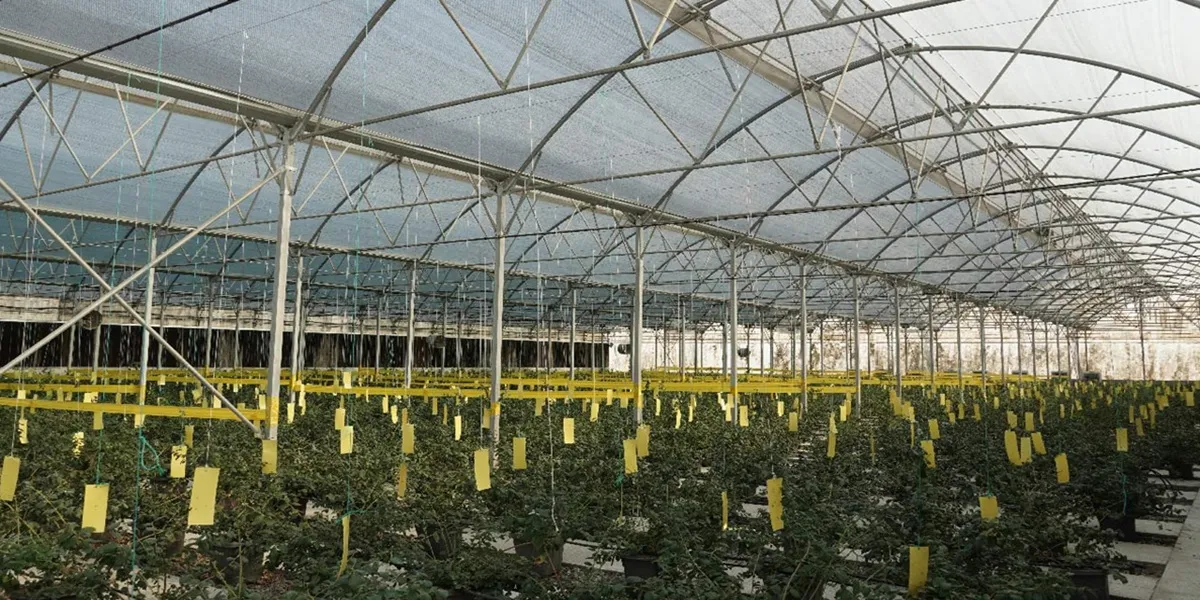 نحوه دریافت مجوز گلخانه - شرایط تاسیس - مدارک لازم