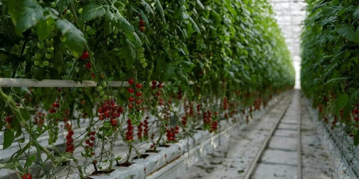 نحوه دریافت مجوز گلخانه - شرایط تاسیس - مدارک لازم