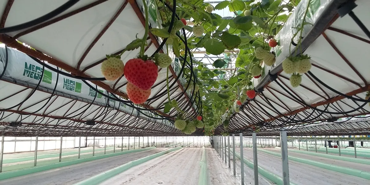 گلخانه صنعتی یا نیمه صنعتی؟