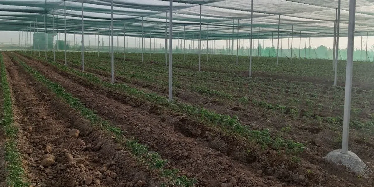 گلخانه نت هاوس