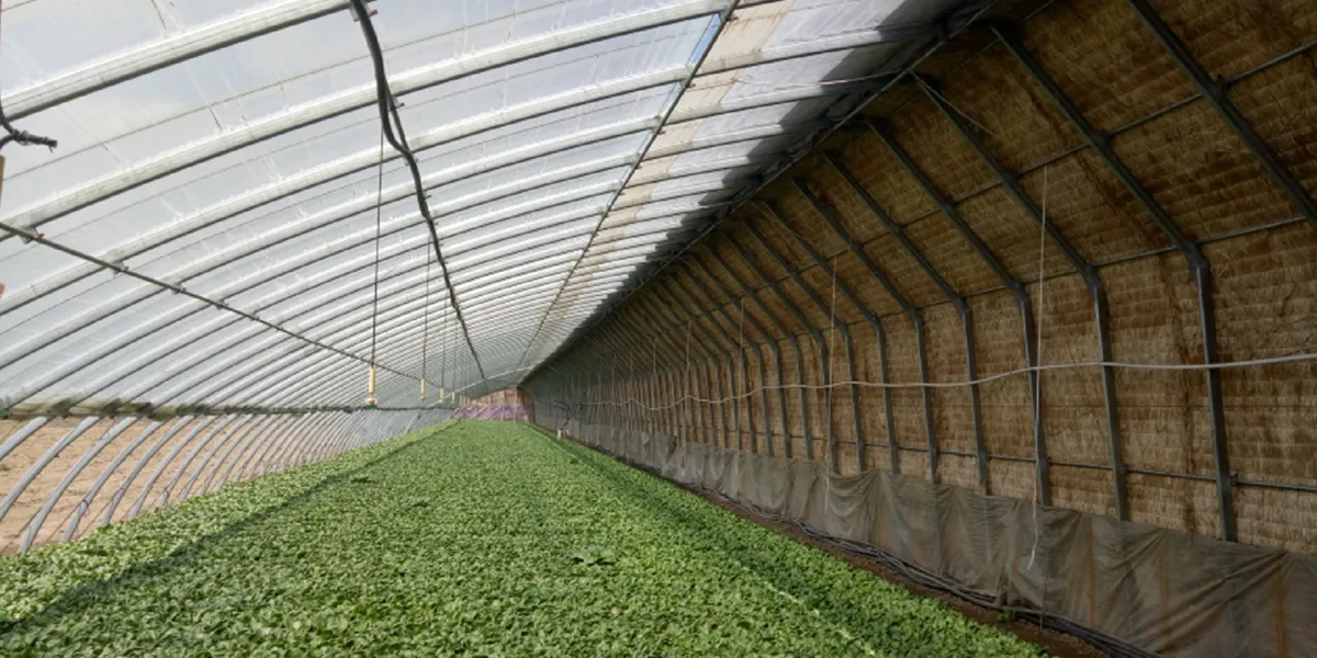 تقویت کننده های سازه گلخانه