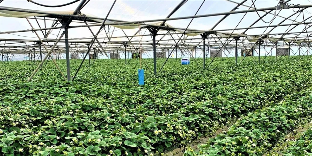 مساحت مورد نیاز برای کشت گلخانه‌ای