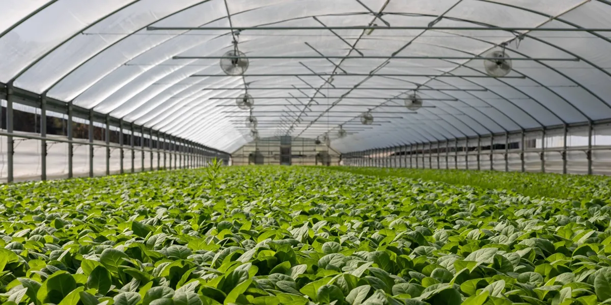 مساحت مورد نیاز برای کشت گلخانهای