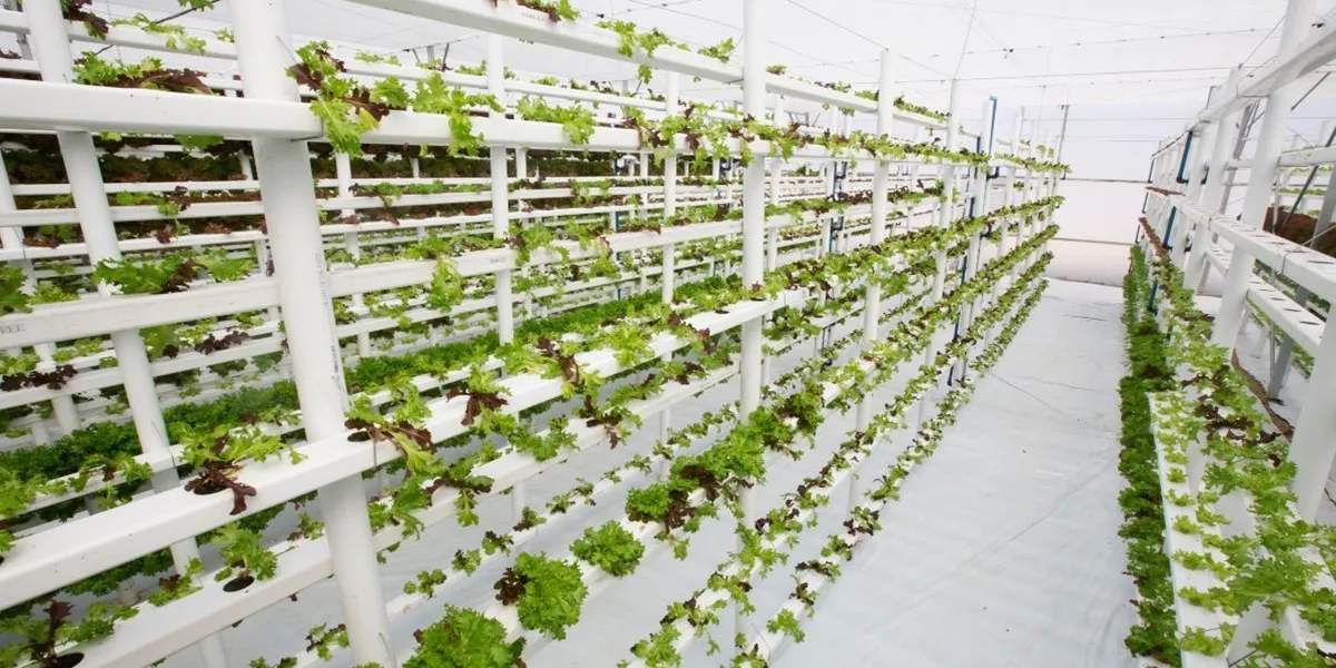 کشت عمودی یا کشاورزی طبقاتی