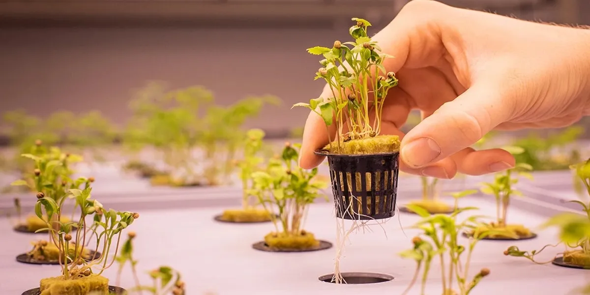 کشت ایروپونیک