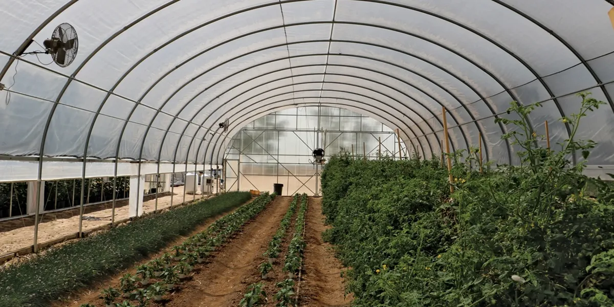 گلخانه صنعتی یا نیمه صنعتی؟