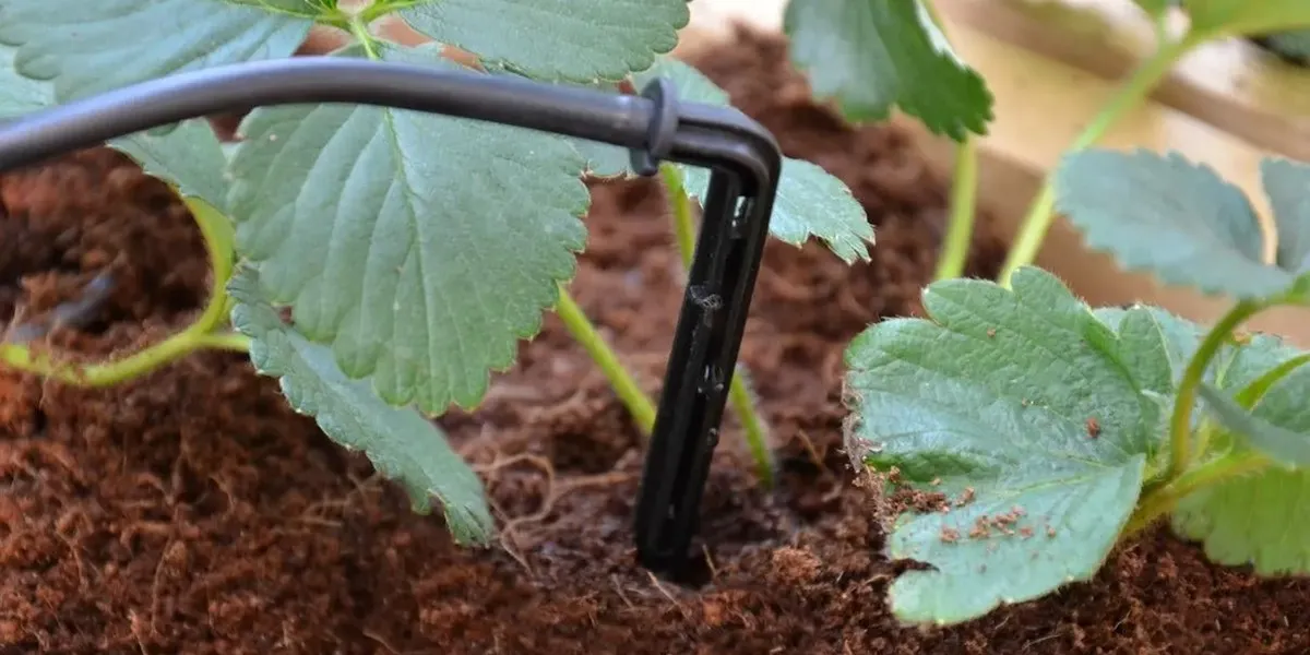 آبیاری قطره ای در گلخانه