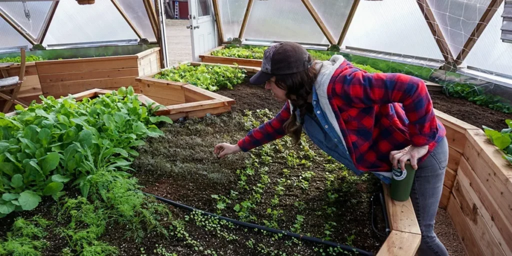 آبیاری قطره‌ ای در گلخانه