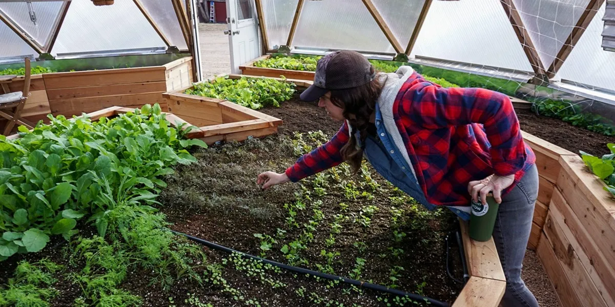 آبیاری قطره‌ ای در گلخانه