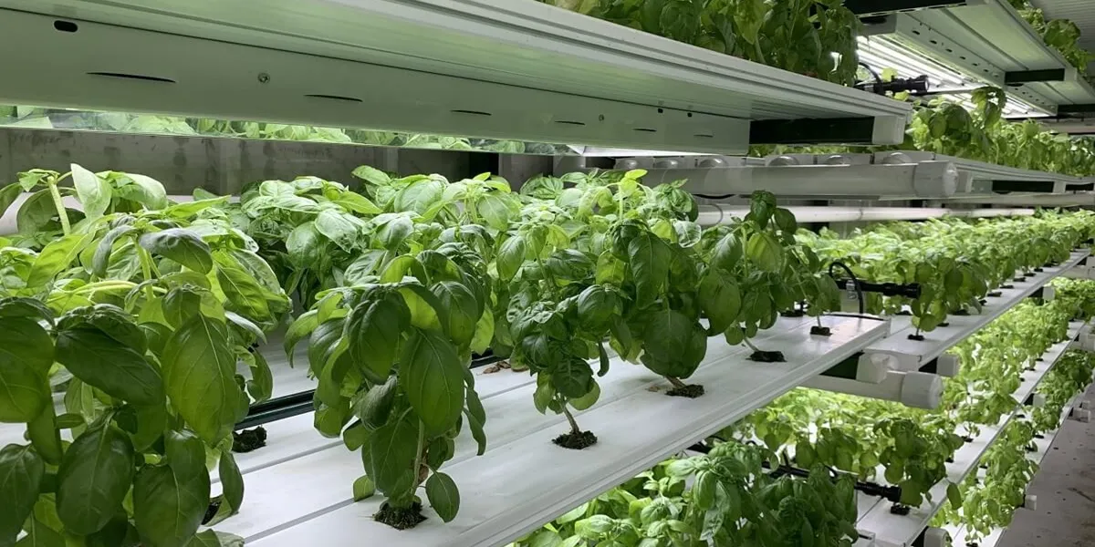 انواع روش کشت هیدروپونیک