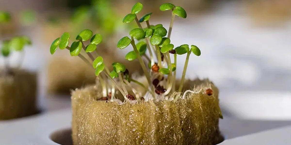 بستر کشت گیاهان زینتی