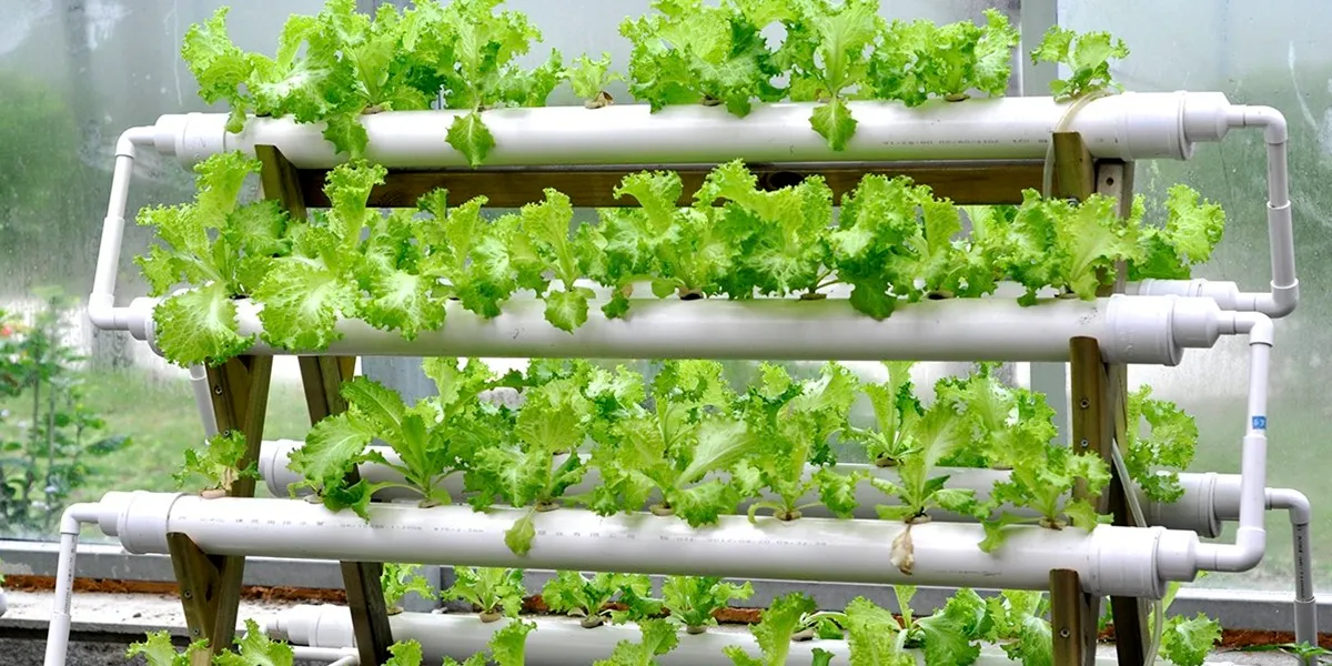 انواع گلخانه از لحاظ نوع کشت