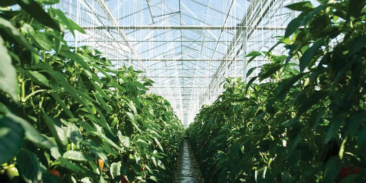 انواع گلخانه از لحاظ نوع کشت