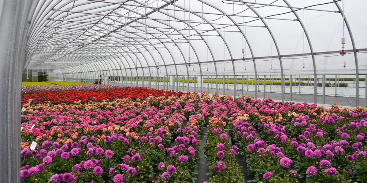 اخد پروانه تاسیس و بهره برداری گلخانه