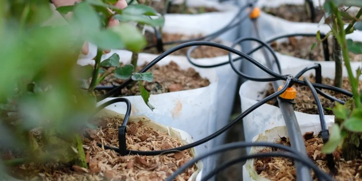 آبیاری قطره ای در گلخانه