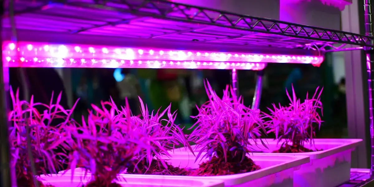 لامپ مهتابی برای رشد گیاهان