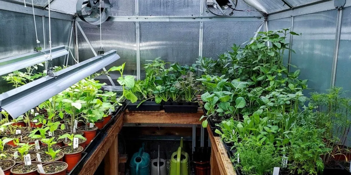 انتخاب ابعاد گلخانه بر اساس نوع محصول