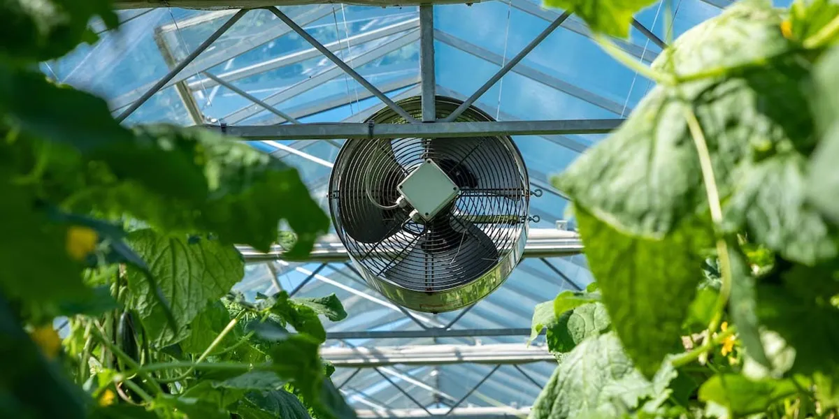 فن سیرکوله گلخانه