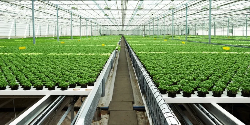 انواع گلخانه از لحاظ نوع کشت