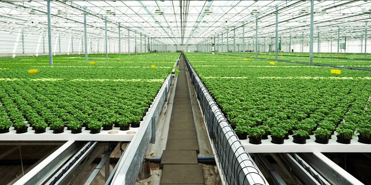 انواع گلخانه از لحاظ نوع کشت