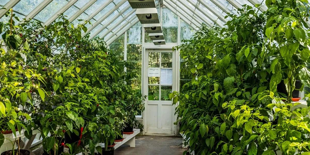 مواد ساخت گلخانه