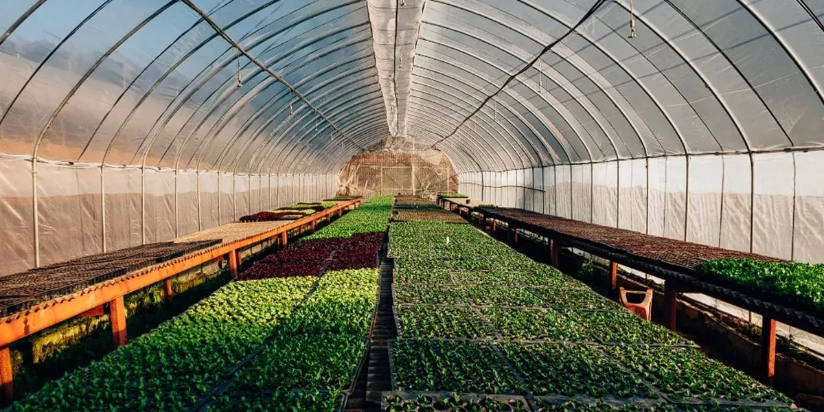 انواع گلخانه از لحاظ نوع کشت