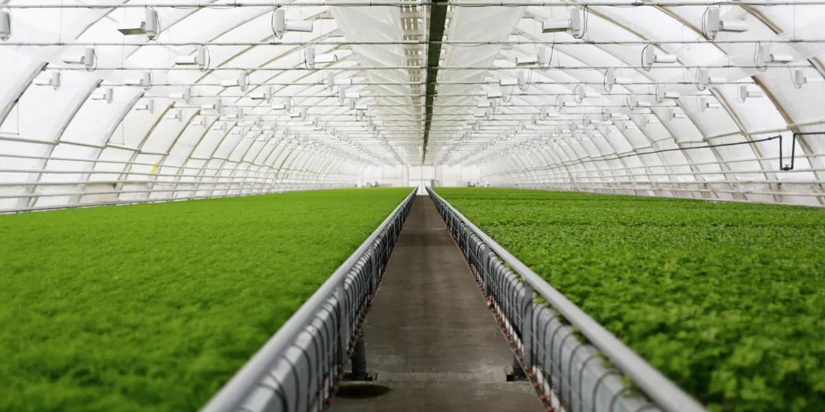 مساحت مورد نیاز برای کشت گلخانهای