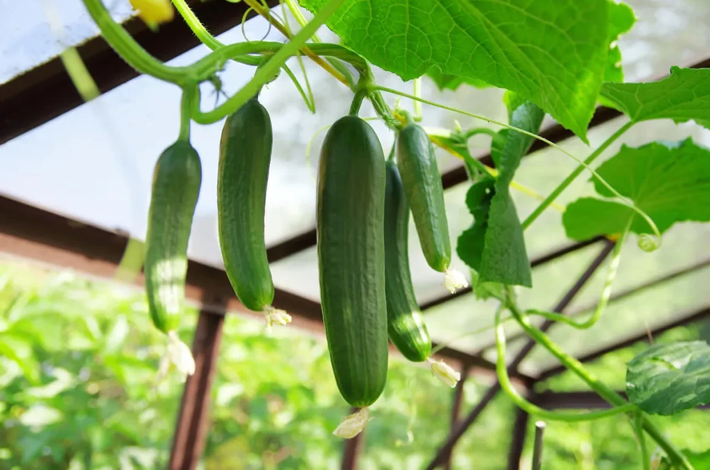 کشت خیار گلخانه ای