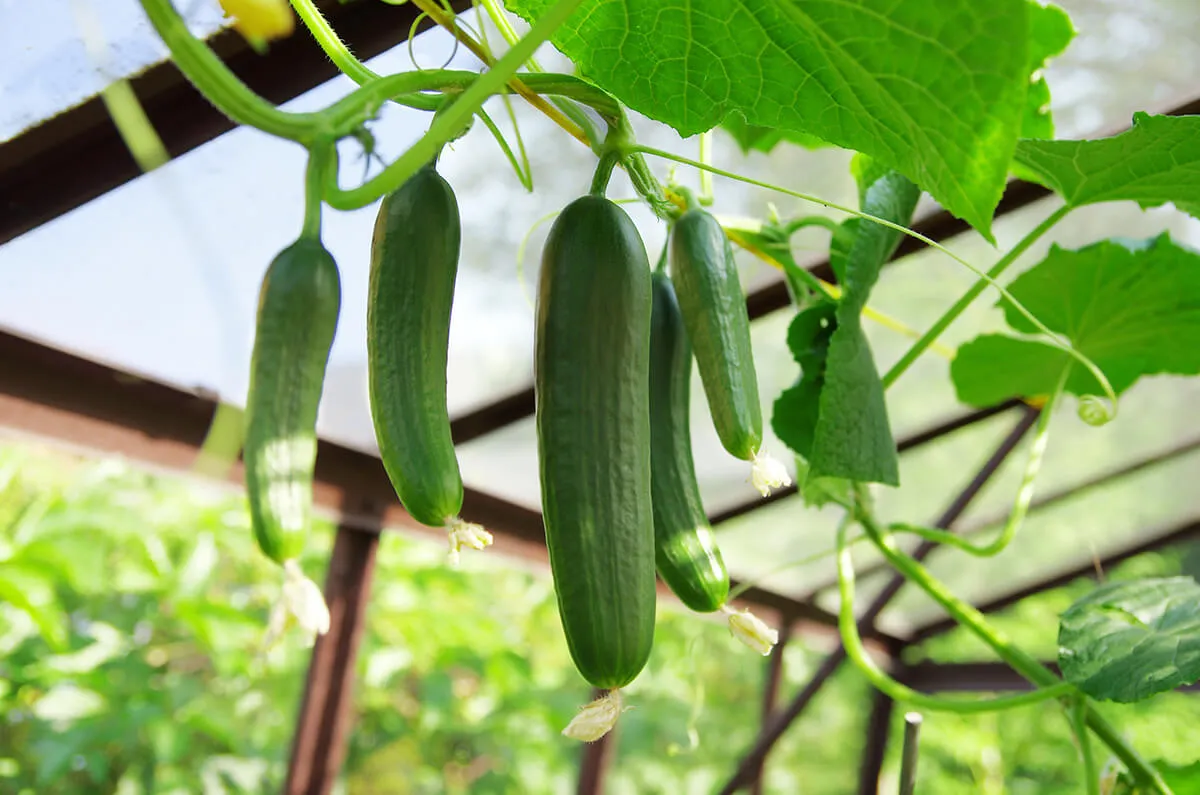کشت خیار گلخانه ای