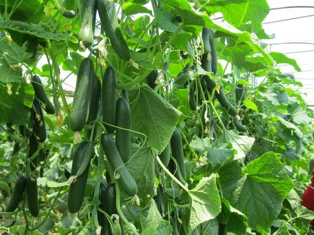کشت خیار گلخانه ای