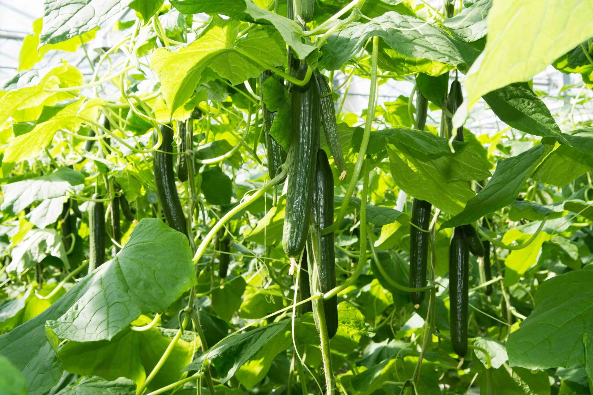 کشت خیار گلخانه ای