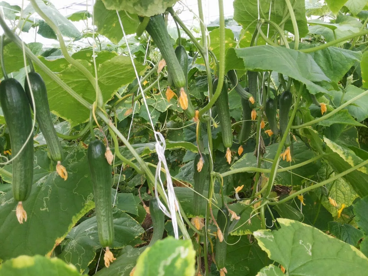 کشت خیار گلخانه ای