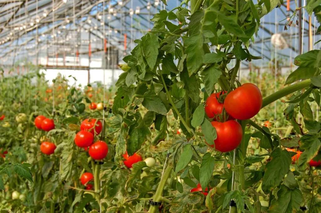 کشت گوجه‌فرنگی گلخانه‌ای