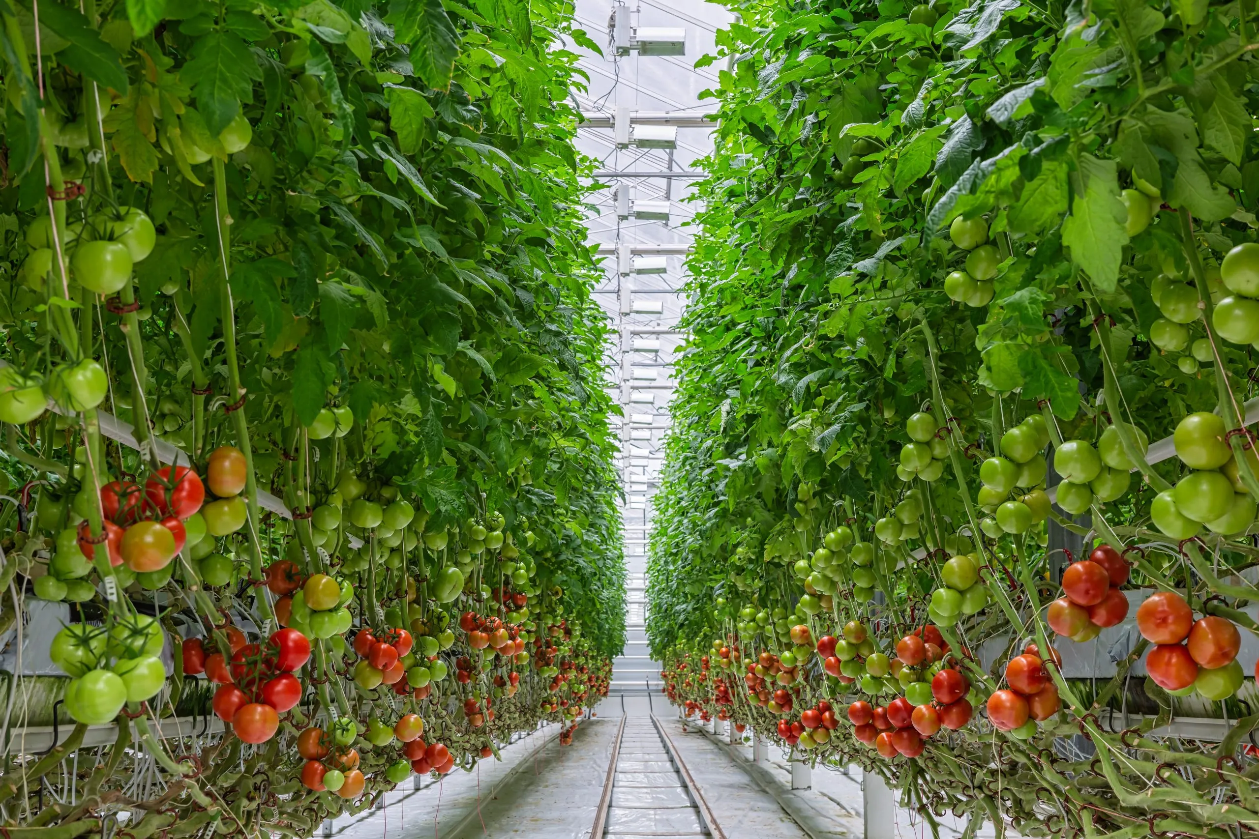 کشت گوجه‌فرنگی گلخانه‌ای
