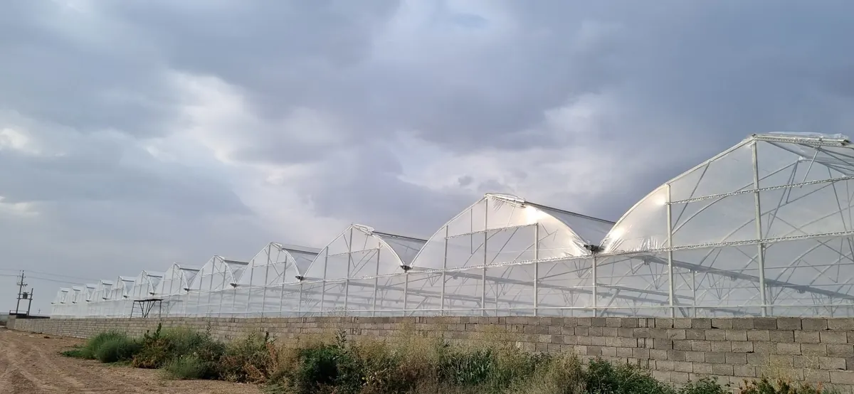 گلخانه هیدروپونیک گل رز اجراشده توسط نارون در استان مرکزی